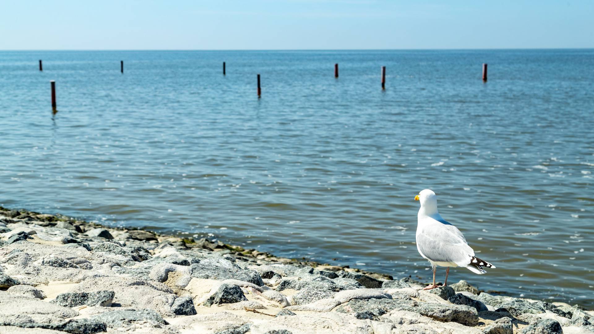 Wasserkante mit Möwe an der Nordsee