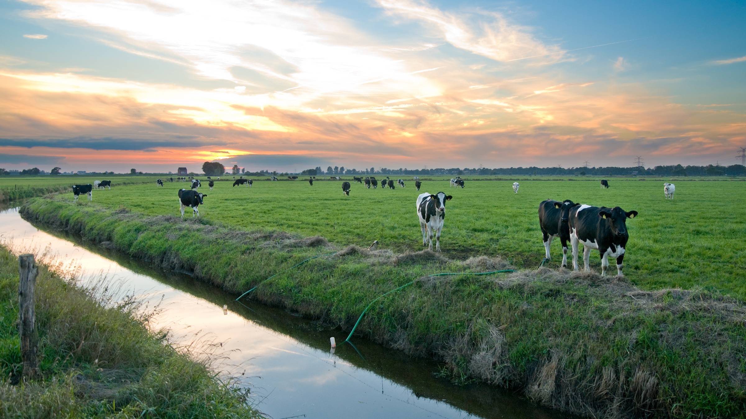 Eine Wiese mit Kühen in Ostfriesland