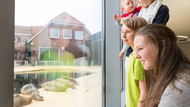 Familie mit kleinen Kindern schauen durch ein Fenster auf Seeroben