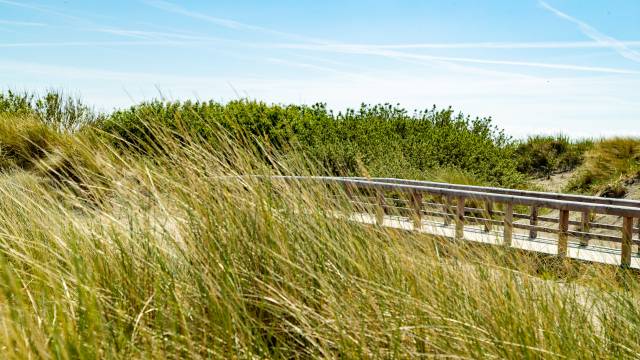 Holzsteeg führt über Dünen an der Nordsee