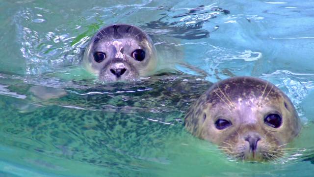 Seehunde schwimmen im Wasser