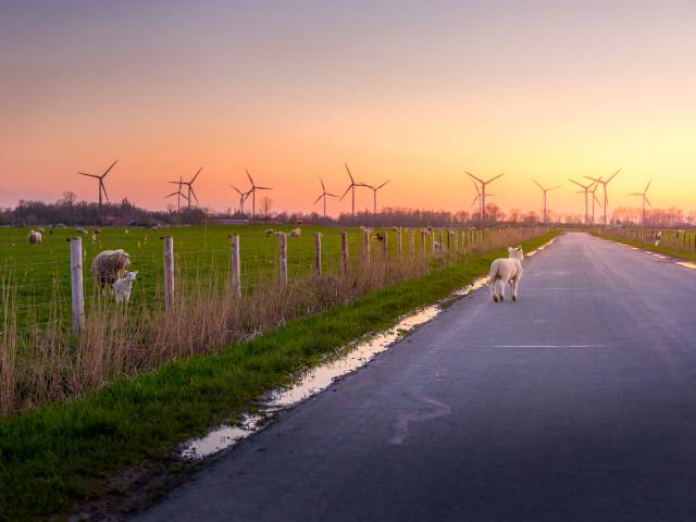 Eine Strasse führt an einer Schafsherde vorbei. Auf der Strasse steht ein Schaf und im Hintergrund sind viele Windräder
